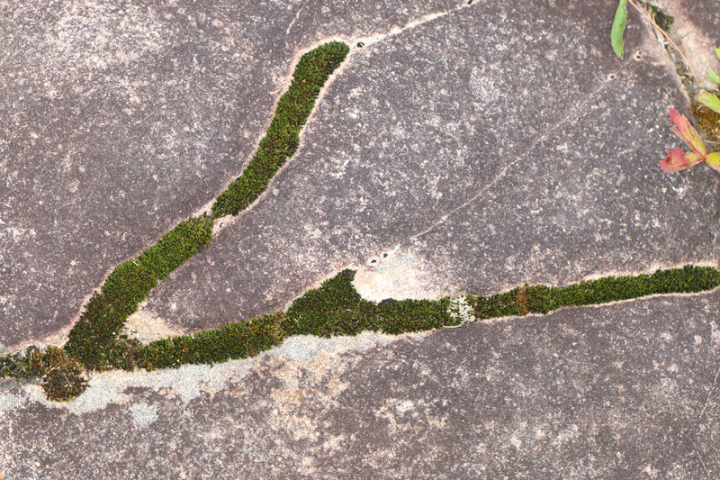 Grimmia muehlenbeckii